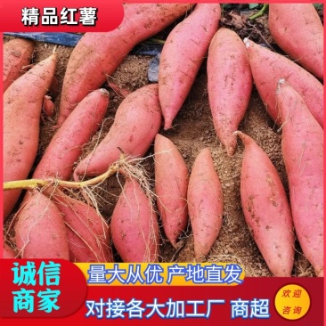 西瓜红规格齐全大吨位对接各大商超电商市场
