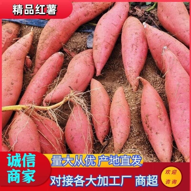 西瓜红规格齐全大吨位对接各大商超电商市场