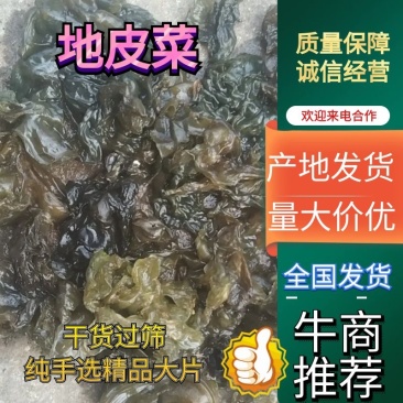 《地皮菜》野生地皮菜/多次过筛收选干净无杂，电商货，泡货