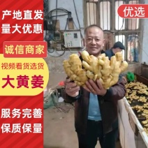 生姜大黄姜小黄姜质量保证原产地直发坏烂包赔量大优惠