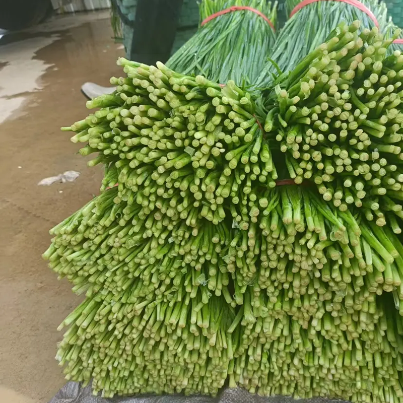 徐闻韭菜大叶韭菜沙土韭菜茎粗叶大无干尾可清洗可散