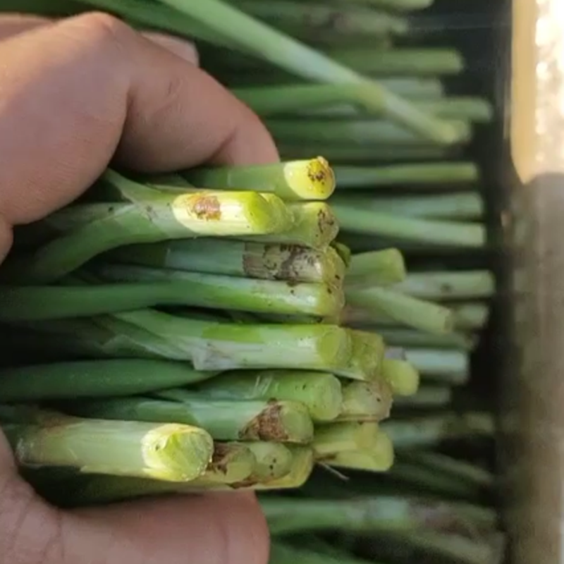 徐闻韭菜大叶韭菜沙土韭菜茎粗叶大无干尾可清洗可散