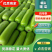 蒲瓜瓠瓜广东新苗大量供应现摘现发保质保量诚信经营
