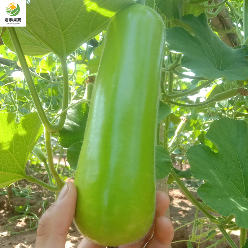 蒲瓜瓠瓜广东新苗大量供应现摘现发保质保量诚信经营