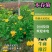 长年生产多年生植物，木春菊，紫叶红花千鸟花