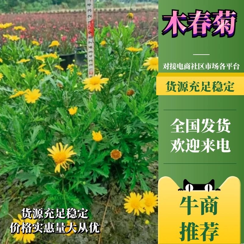 长年生产多年生植物，木春菊，紫叶红花千鸟花