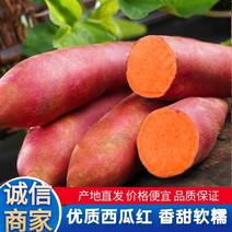 【河北西瓜红】河北红薯大量上市软糯香甜可视频