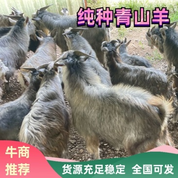 济宁纯种青山羊品质好纯种养殖基地一手货源