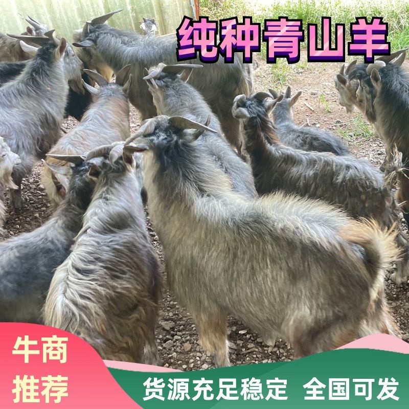 济宁纯种青山羊品质好纯种养殖基地一手货源