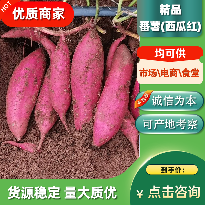 红薯西瓜红广东现挖现发大量上市