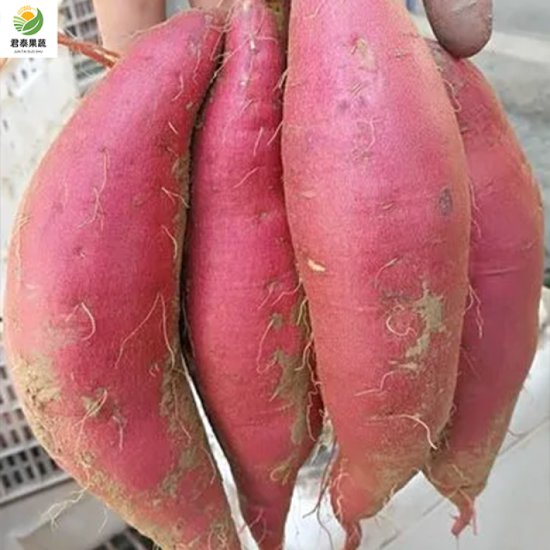 红薯西瓜红广东现挖现发大量上市