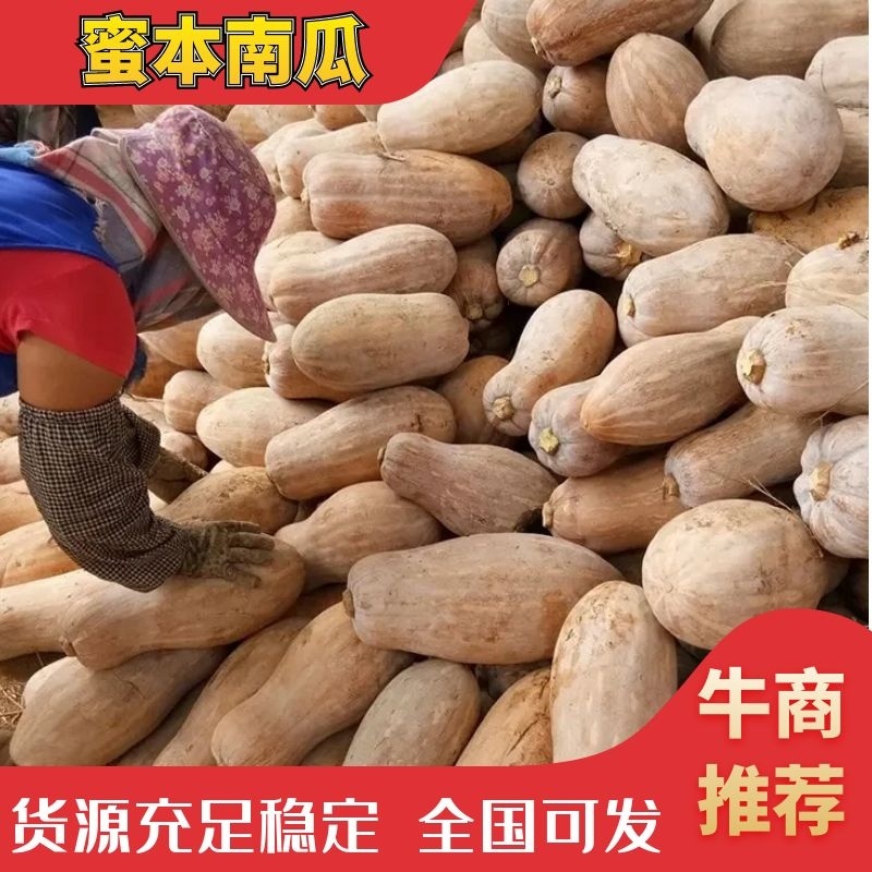 湖北黄冈密本南瓜大量上市中欢迎老板前来看货诚信第一