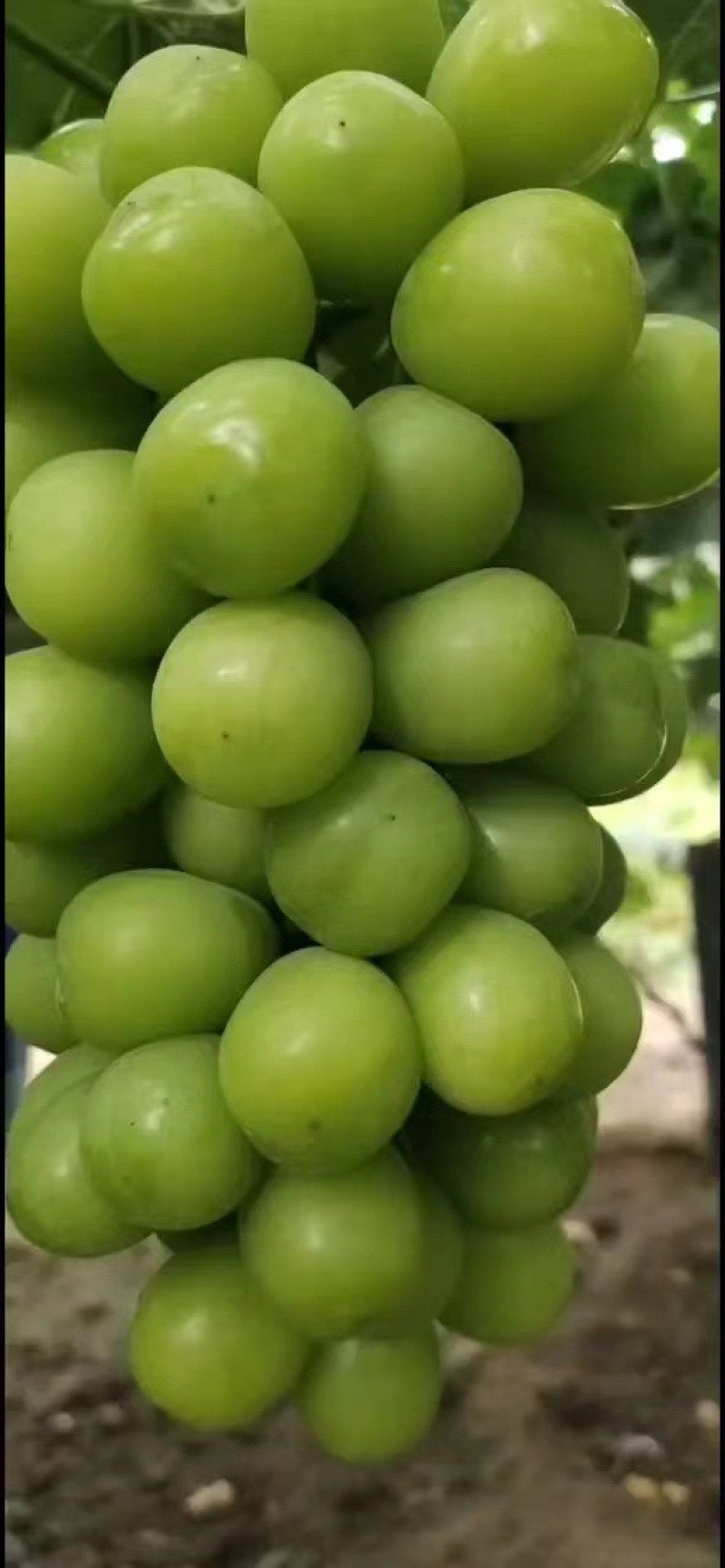 辽宁锦州阳光玫瑰葡萄，现摘现发，颗粒大果甜，欢迎电联采购