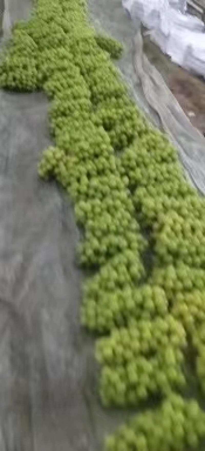 辽宁阳光玫瑰葡萄，产地直发颗粒饱满，价格公道电联可谈合作