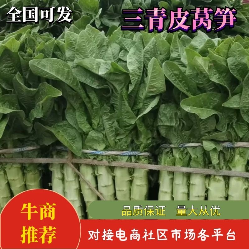 【精品三青皮莴笋圆叶】青皮青肉山东货源充足电联便