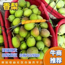 精品香梨大量供应新疆香梨产地直发一手货源量大从优