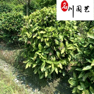 四川洒金珊瑚球基地洒金珊瑚球报价成都洒金珊瑚球苗圃