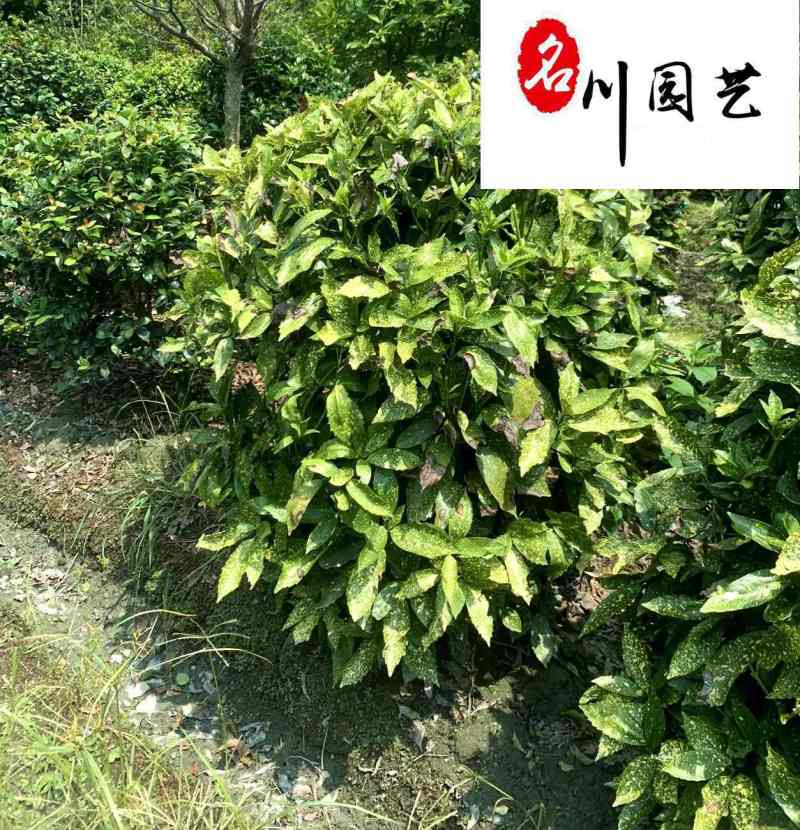 四川洒金珊瑚球基地洒金珊瑚球报价成都洒金珊瑚球苗圃