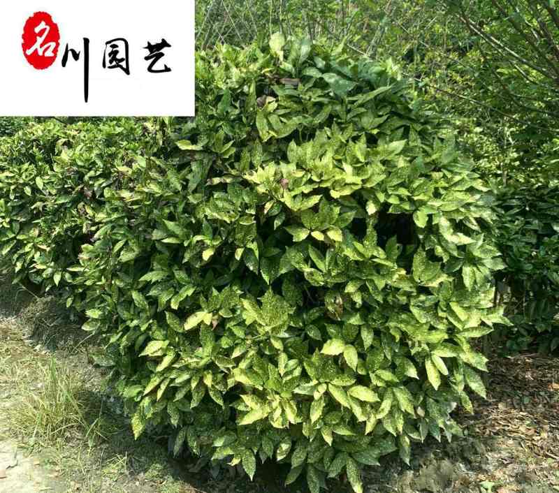 四川洒金珊瑚球基地洒金珊瑚球报价成都洒金珊瑚球苗圃
