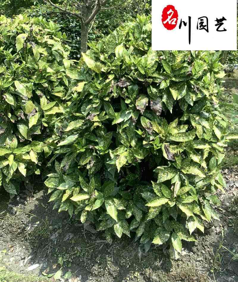 四川洒金珊瑚球基地洒金珊瑚球报价成都洒金珊瑚球苗圃