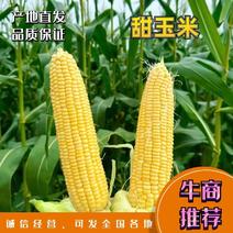 【推荐】甜玉米/玉米/水果玉米产地直发品质好