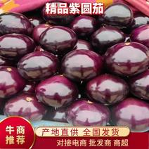 紫光圆茄山东莘县圆茄大量上市，产地直发，保质保量