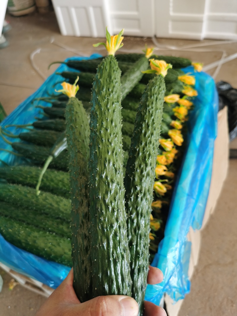 辽宁朝阳凌源市，精品密刺黄瓜，顶花带刺，量大优惠欢迎咨询