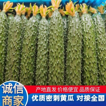 辽宁朝阳凌源市，精品密刺黄瓜，顶花带刺，量大优惠欢迎咨询