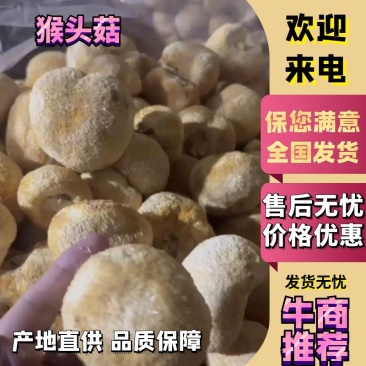 【猴头菇】辽宁产地直销猴头菇源头厂家量大从优品质保障来电优惠