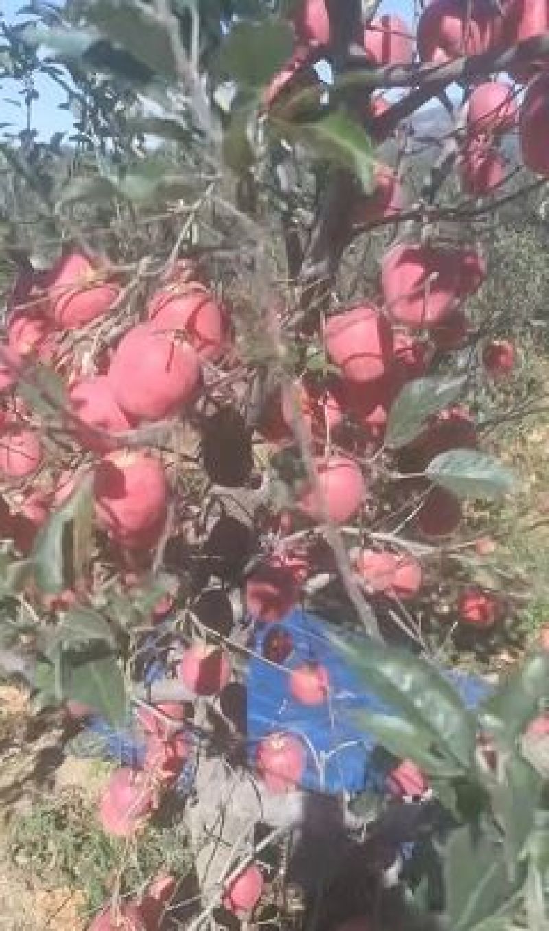 寒富苹果辽宁寒富辽宁苹果量大从优整车发货电联
