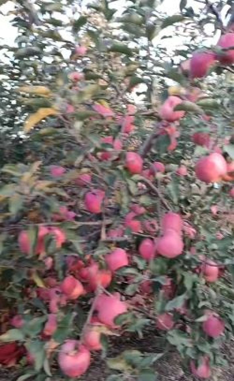 寒富苹果辽宁寒富辽宁苹果量大从优整车发货电联