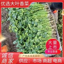 河北唐山产地精品大叶香菜一手货源保证质量