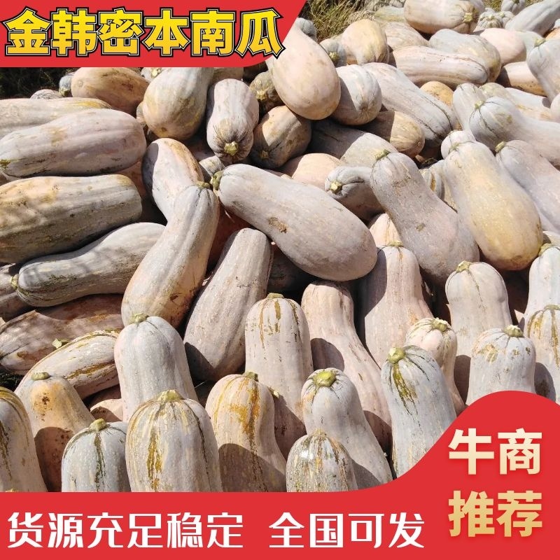 高海拔金韩蜜本南瓜，果大肉厚，香甜粉糯。