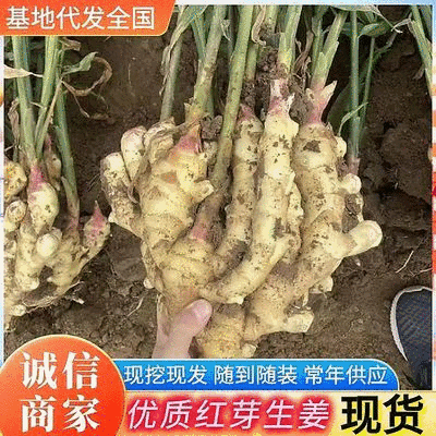 红芽生姜大量上市产地直发对接各大电商批发商全国发货