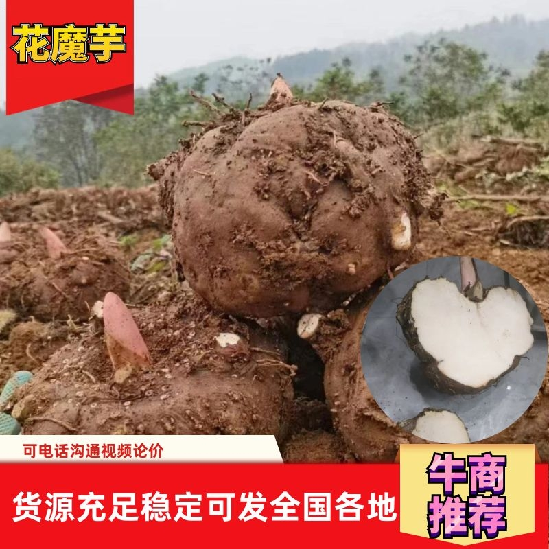 贵州毕节花魔芋，无腐烂破烂，表皮干燥，泥土根须干净