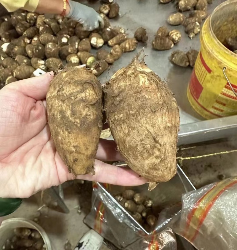 【优选】新鲜芋头软糯香甜芋头8520产地直发欢迎订购