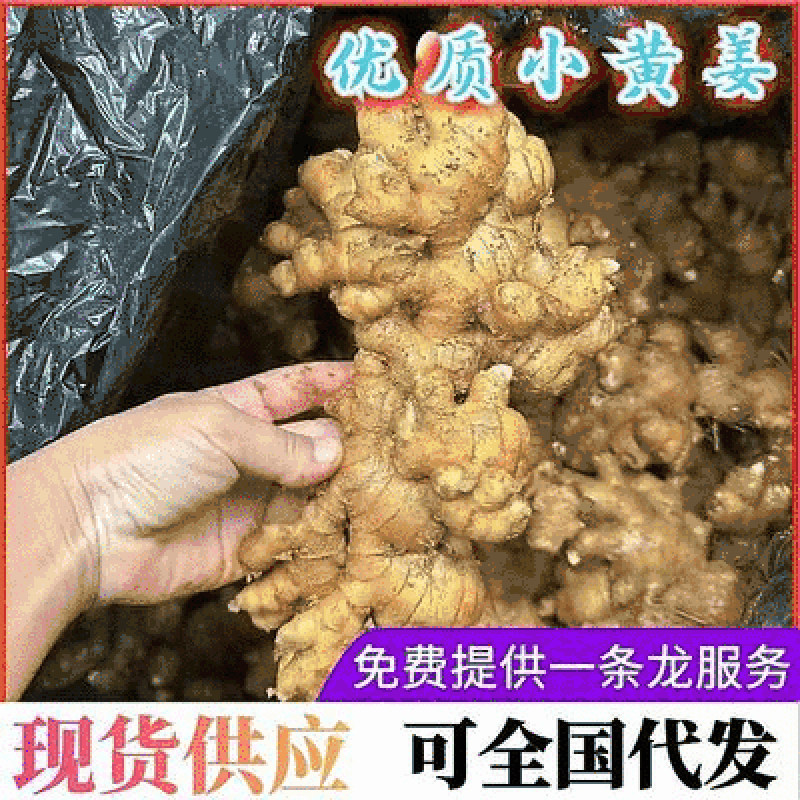 【精选生姜】小黄姜供应电商批发市场超市保质保量