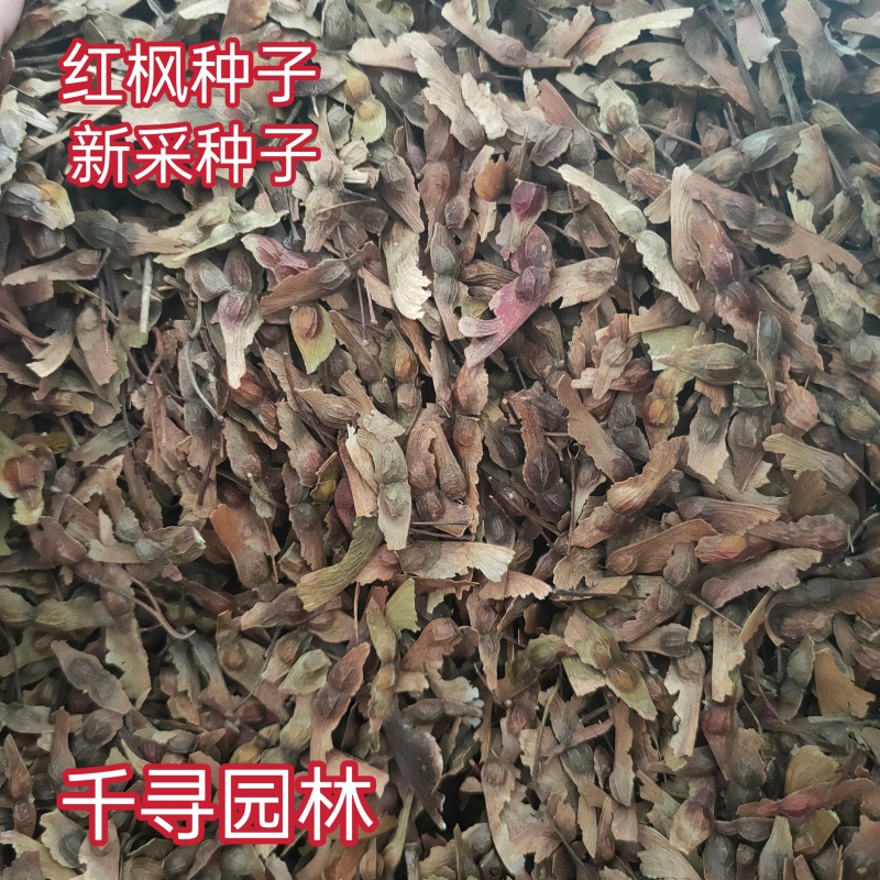 林木种子国产红枫种子红叶羽毛枫红枫树种子观叶风景
