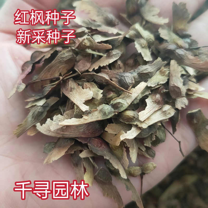 林木种子国产红枫种子红叶羽毛枫红枫树种子观叶风景