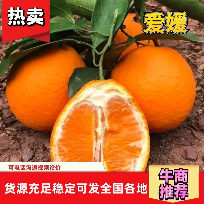 爱媛38号果冻橙柑桔脐橙甘甜多汁眉山产地对接市场电商价低