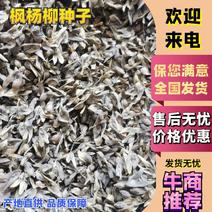 精品枫杨柳种子元宝枫种子产地直发大量批发全国发货