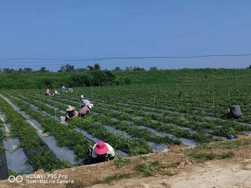 【优选】白蔹种子基地直发品质保证提供种植技术欢迎致电