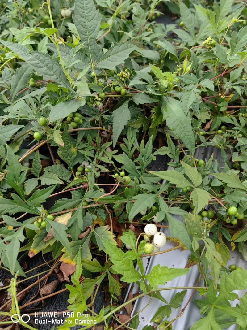 【优选】白蔹种子基地直发品质保证提供种植技术欢迎致电