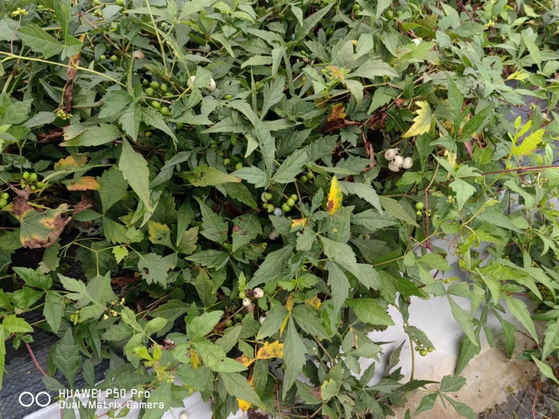 【优选】白蔹种子基地直发品质保证提供种植技术欢迎致电