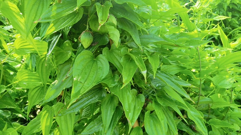 【热销】百部种子提供技术种植基地直发详情致电沟通