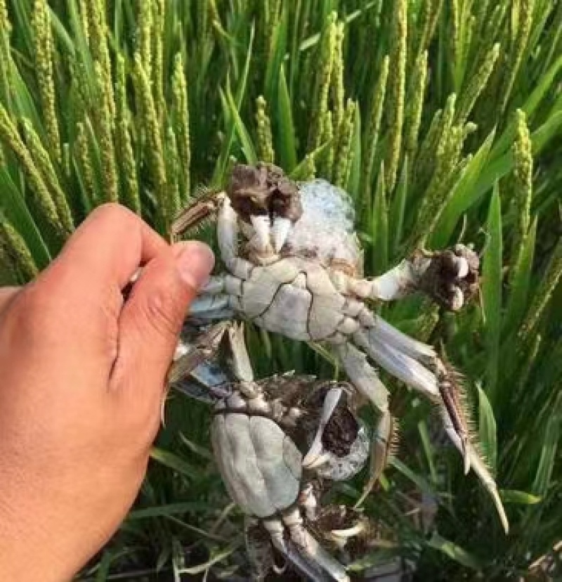 【母蟹】盘锦河蟹，辽宁稻田蟹基地货源质量保证电联