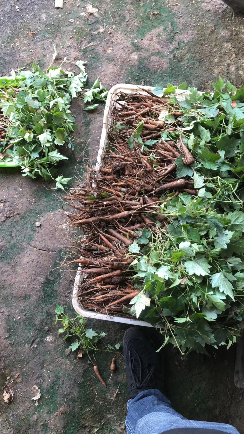 【白蔹苗】专做育苗种苗种植基地直发质量保证提供技术