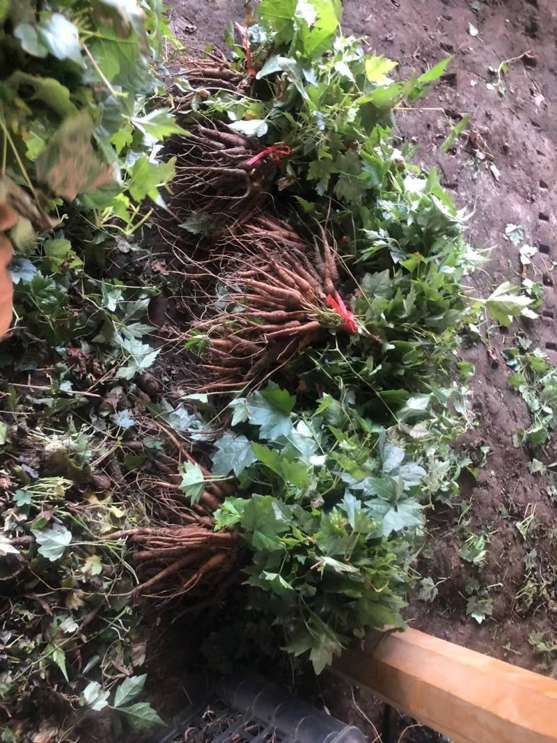 【白蔹苗】专做育苗种苗种植基地直发质量保证提供技术