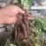 【白蔹苗】专做育苗种苗种植基地直发质量保证提供技术