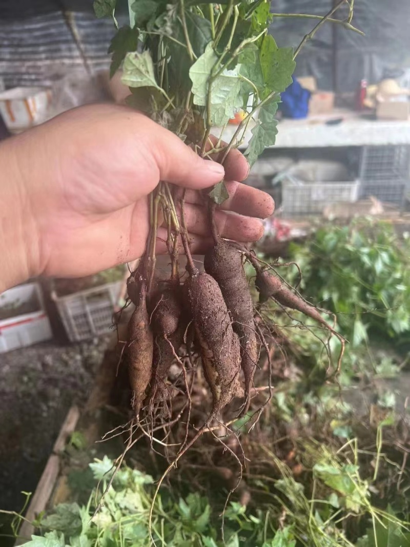 【白蔹苗】专做育苗种苗种植基地直发质量保证提供技术